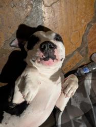 Lost Male Dog last seen 19th and and Hatcher, Phoenix, AZ 85021
