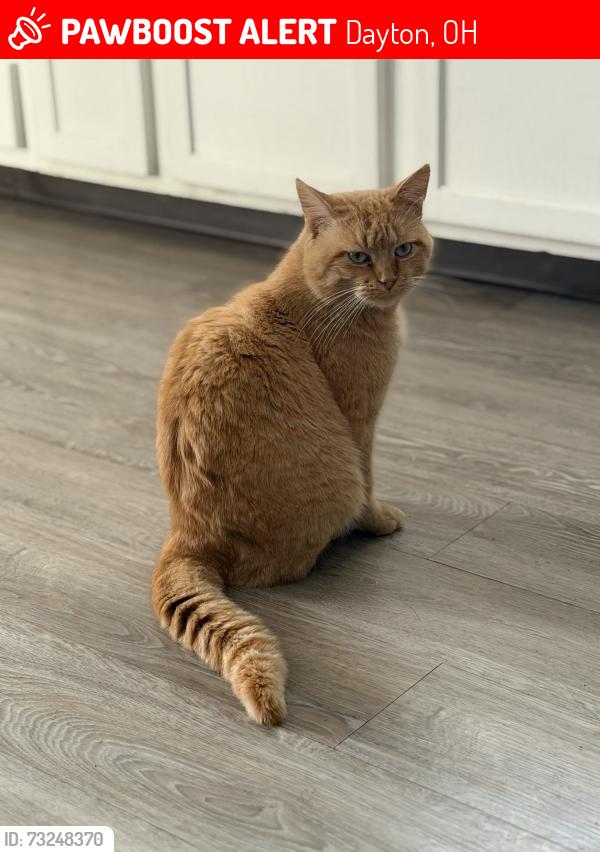 Lost Male Cat last seen Pence pl, Dayton, OH 45432