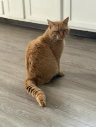 Lost Male Cat last seen Pence pl, Dayton, OH 45432