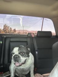 Reunited Male Dog last seen 25th east and j-8, Lancaster, CA 93535
