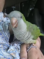 Lost Male Bird last seen Oak valley dr, Houston, TX 77065