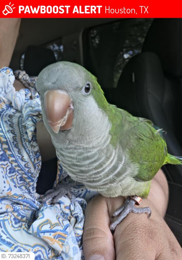 Lost Male Bird last seen Oak valley dr, Houston, TX 77065