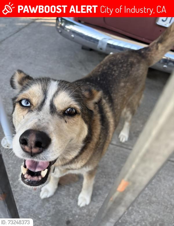 Lost Female Dog last seen Lassalette Street and Big Dalton Avenue in La Puente, City of Industry, CA 91746