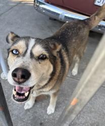 Lost Female Dog last seen Lassalette Street and Big Dalton Avenue in La Puente, City of Industry, CA 91746
