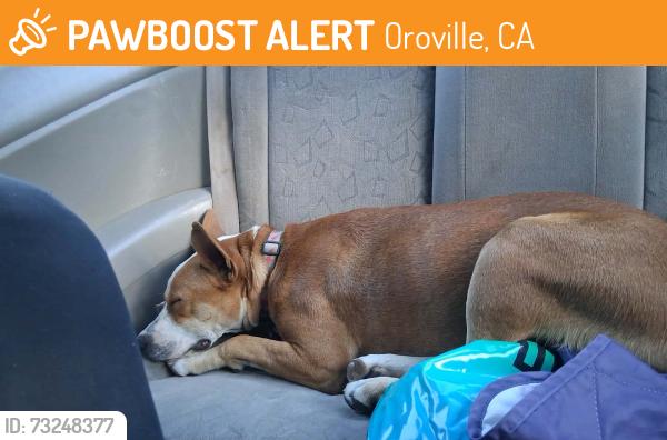 Found/Stray Female Dog last seen Oroville, Oroville, CA 95965