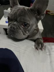 Lost Female Dog last seen Near eastfield college, Mesquite, TX 75150