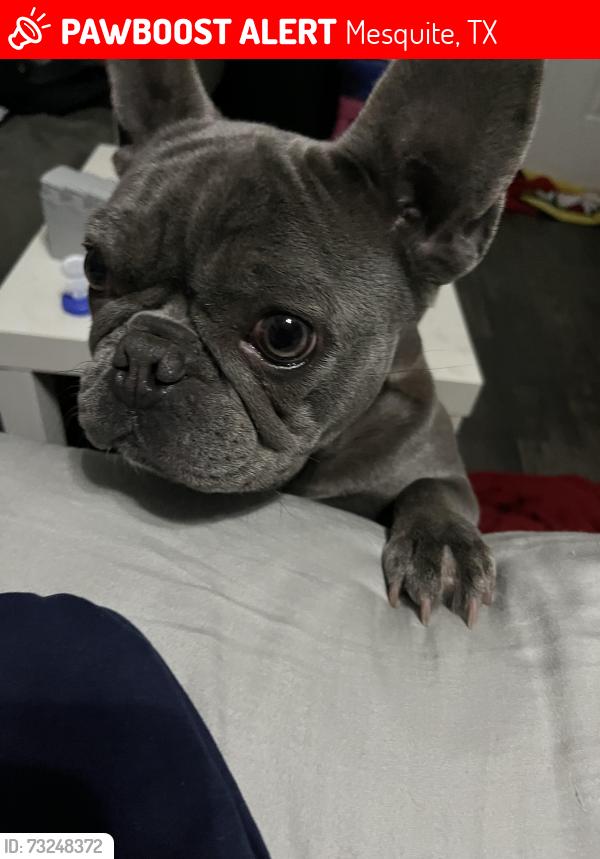 Lost Female Dog last seen Near eastfield college, Mesquite, TX 75150
