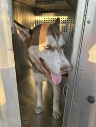 Shelter Stray Male Dog last seen Near W Vickery Blvd, West District, TX, 355 Hillshire Dr, Haslet, TX 76052, USA