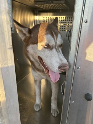 Shelter Stray Male Dog last seen Near W Vickery Blvd, West District, TX, 355 Hillshire Dr, Haslet, TX 76052, USA