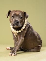 Shelter Stray Female Dog last seen Near camelot dr, South Fulton, GA, 1251 Fulton Industrial Blvd NW, Atlanta, GA 30336, USA