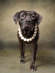 Shelter Stray Female Dog last seen Near Connally Dr, Atlanta, GA, 1251 Fulton Industrial Blvd NW, Atlanta, GA 30336, USA