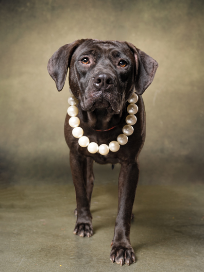 Shelter Stray Female Dog last seen Near Connally Dr, East Point, GA, 1251 Fulton Industrial Blvd NW, Atlanta, GA 30336, USA