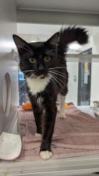 Shelter Stray Male Cat last seen Near Union Pointe Dr, Union City, GA, 1251 Fulton Industrial Blvd NW, Atlanta, GA 30336, USA