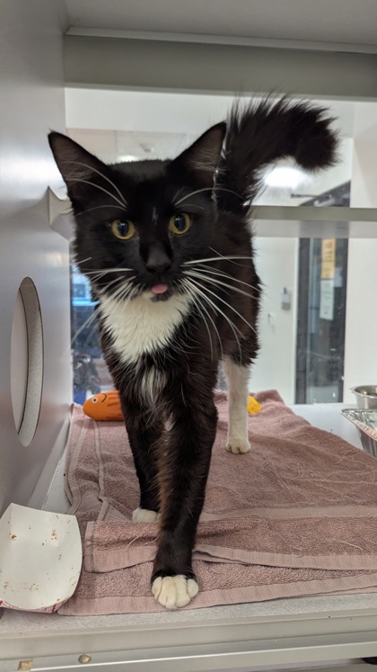 Shelter Stray Male Cat last seen Near Union Pointe Dr, Union City, GA, 1251 Fulton Industrial Blvd NW, Atlanta, GA 30336, USA