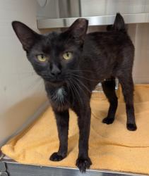 Shelter Stray Female Cat last seen Near Cascade Rd, Atlanta, GA, 1251 Fulton Industrial Blvd NW, Atlanta, GA 30336, USA