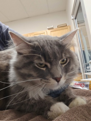 Shelter Stray Male Cat last seen twilight dr at meadowwair way, Sacramento County, CA, 6201 Florin Perkins Rd, Sacramento, CA 95828, USA