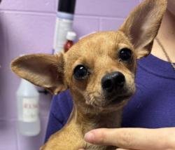 Shelter Stray Female Dog last seen MONTANA AVE & GEORGE DIETERR, CITY of El Paso, TX, 5001 Fred Wilson Ave, El Paso, TX 79906, USA