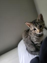Reunited Female Cat last seen Behind O'charlie's, logan's, close to walmart, Gallatin, TN 37066