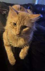 Lost Male Cat last seen Quintana Rd & Lovett Ave, San Antonio, TX 78226