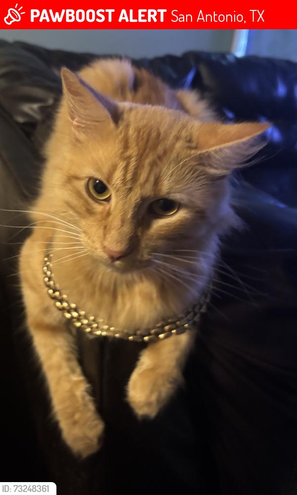Lost Male Cat last seen Quintana Rd & Lovett Ave, San Antonio, TX 78226