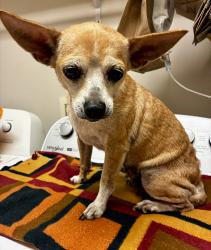 Reunited Female Dog last seen West Rome DQ, Rome, GA 30165