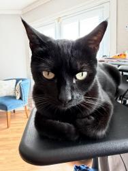 Lost Male Cat last seen Catalan and santa theresa, San Jose, CA 95123