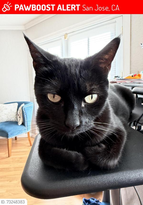 Lost Male Cat last seen Catalan and santa theresa, San Jose, CA 95123