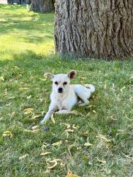 Found/Stray Female Dog last seen Pebble Crest Land, Yakima County, WA 98923