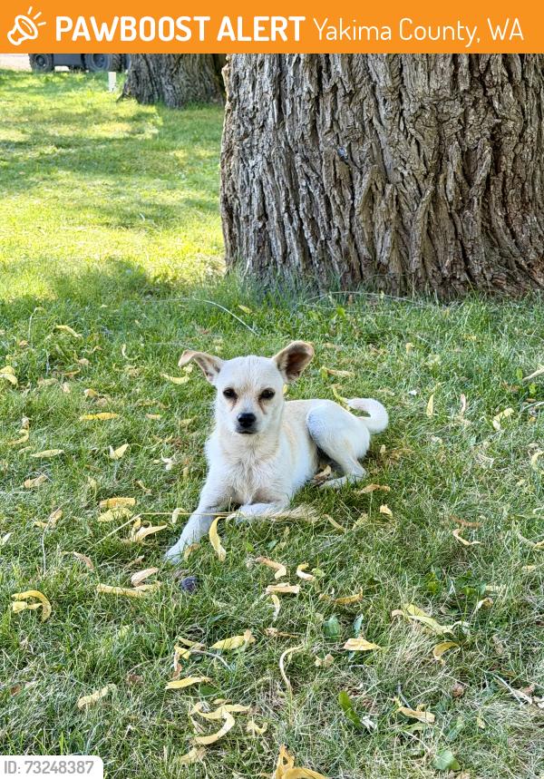 Found/Stray Female Dog last seen Pebble Crest Land, Yakima County, WA 98923