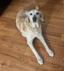 Reunited Male Dog last seen Wayne White Rd, Racine Rd, NC 27317