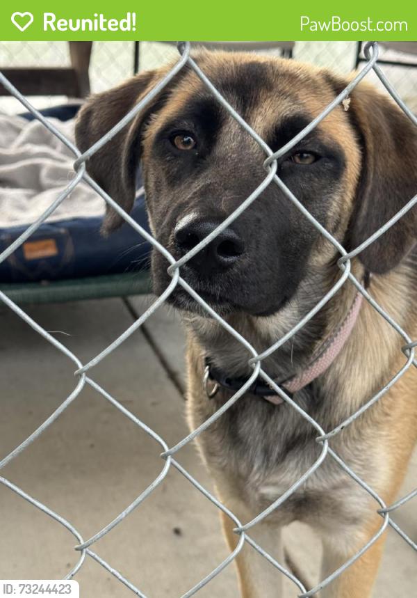 Reunited Female Dog last seen E Hammond St, Sequim, WA 98382, USA, Sequim, WA 98382