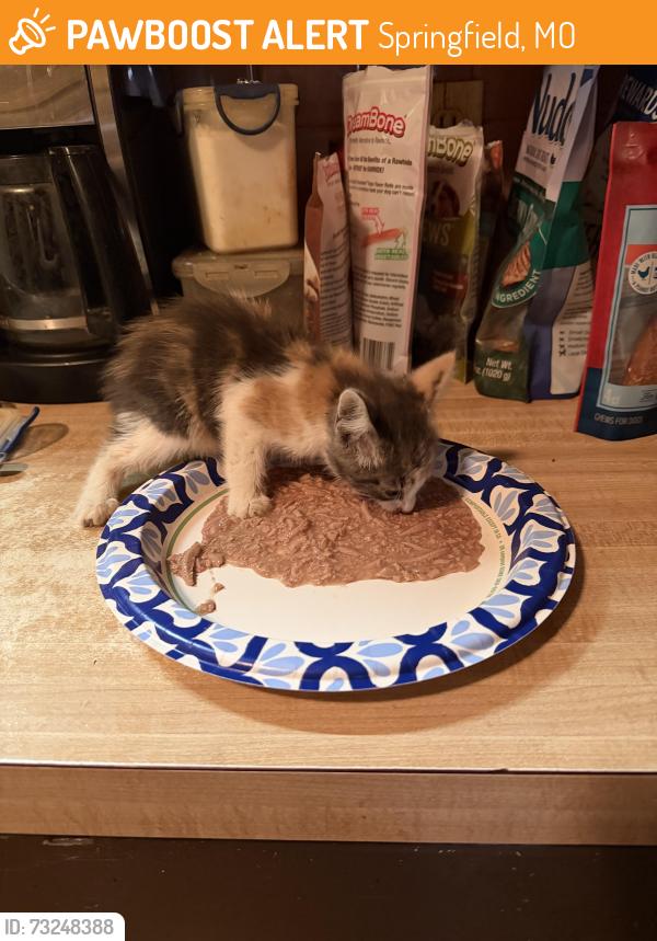 Found/Stray Unknown Cat last seen Near s Newton, Springfield, MO 65807