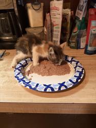 Found/Stray Unknown Cat last seen Near s Newton, Springfield, MO 65807