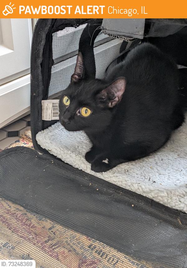 Found/Stray Unknown Cat last seen Winthrop Ave and Bryn Mawr Ave, Chicago, IL 60640