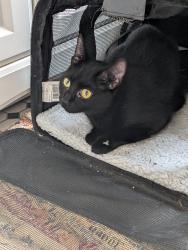 Found/Stray Unknown Cat last seen Winthrop Ave and Bryn Mawr Ave, Chicago, IL 60640