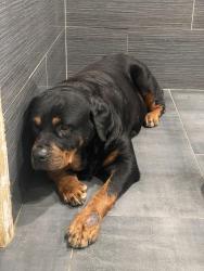 Found/Stray Female Dog last seen Greeman Feilds (?), Seminary Ave, Oakland, CA 94605