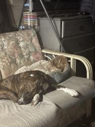 Lost Male Dog last seen Near 9th St., Hammond, IN 46324