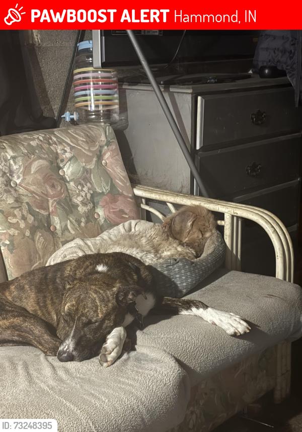 Lost Male Dog last seen Near 9th St., Hammond, IN 46324