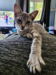 Lost Female Cat last seen S. Dale Ave & Broadway, Anaheim, CA 92804