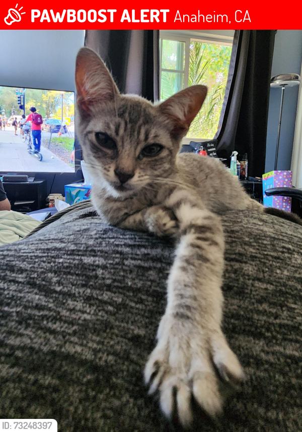 Lost Female Cat last seen S. Dale Ave & Broadway, Anaheim, CA 92804