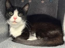 Shelter Stray Female Cat last seen Apt 2D,310 W 143 Street, NEW YORK, NY, 10030, 326 E 110th St, New York, NY 10029, USA