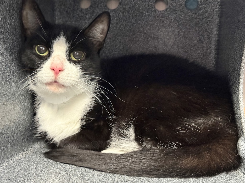 Shelter Stray Female Cat last seen Apt 2D,310 W 143 Street, NEW YORK, NY, 10030, 326 E 110th St, New York, NY 10029, USA