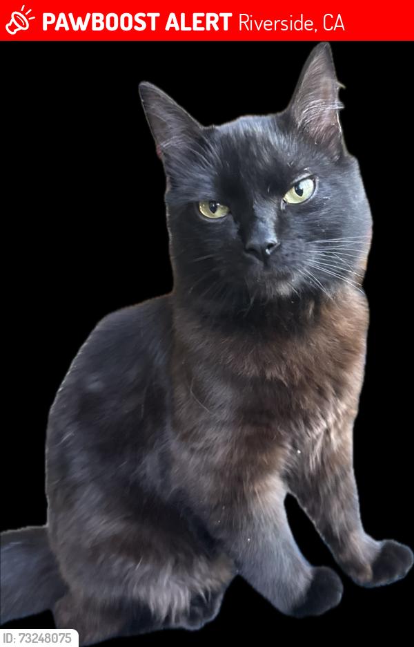 Lost Male Cat last seen Moor ct and Kendrick, Riverside, CA 92507