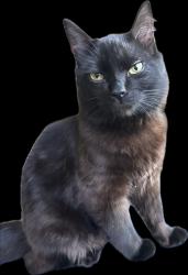 Lost Male Cat last seen Moor ct and Kendrick, Riverside, CA 92507