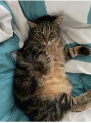 Reunited Female Cat last seen Hughes St, Fountain Inn, SC 29644