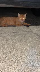 Found/Stray Male Cat last seen South Alex, West Carrollton, OH 45449