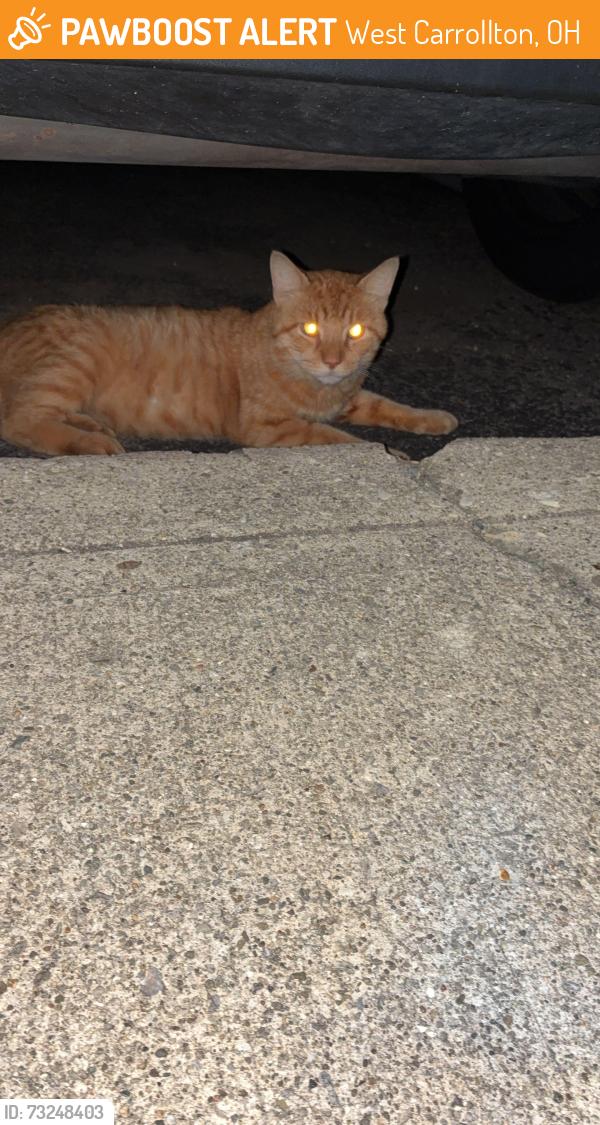 Found/Stray Male Cat last seen South Alex, West Carrollton, OH 45449