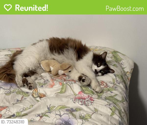 Reunited Female Cat last seen Crenshaw and 132nd, Hawthorne, CA 90250