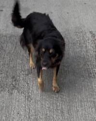 Lost Female Dog last seen Frazier and Monte, Fort Worth, TX 76110