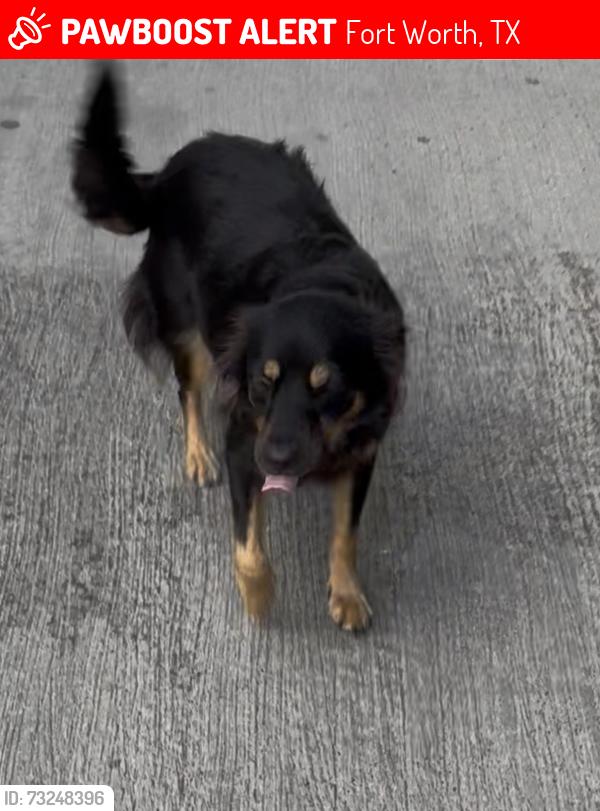 Lost Female Dog last seen Frazier and Monte, Fort Worth, TX 76110